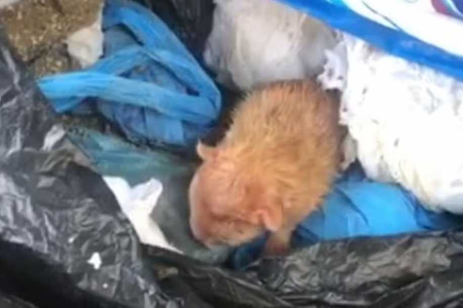 Filhote de gato é encontrado dentro de saco de lixo em Rio Preto; outros quatro animais são resgatados