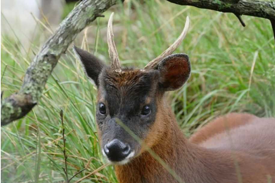 Pesquisadores descobrem nova espécie de mamífero no Peru