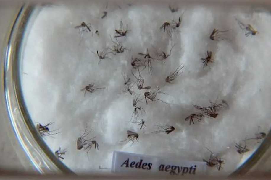 Estado de SP ultrapassa mil mortes por dengue: aumento de 277% em relação ao ano passado