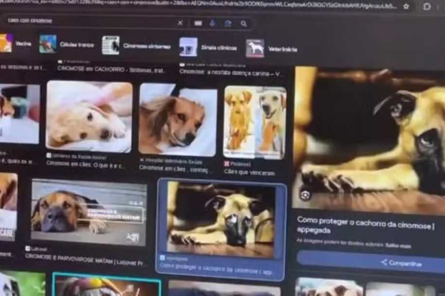 Tanabi registra 8 casos de cães com cinomose em menos de 2 meses