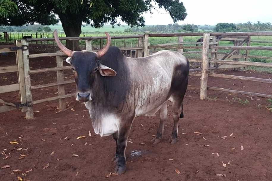 Boi de estimação furtado é achado em sítio no interior de SP; suspeito foi preso