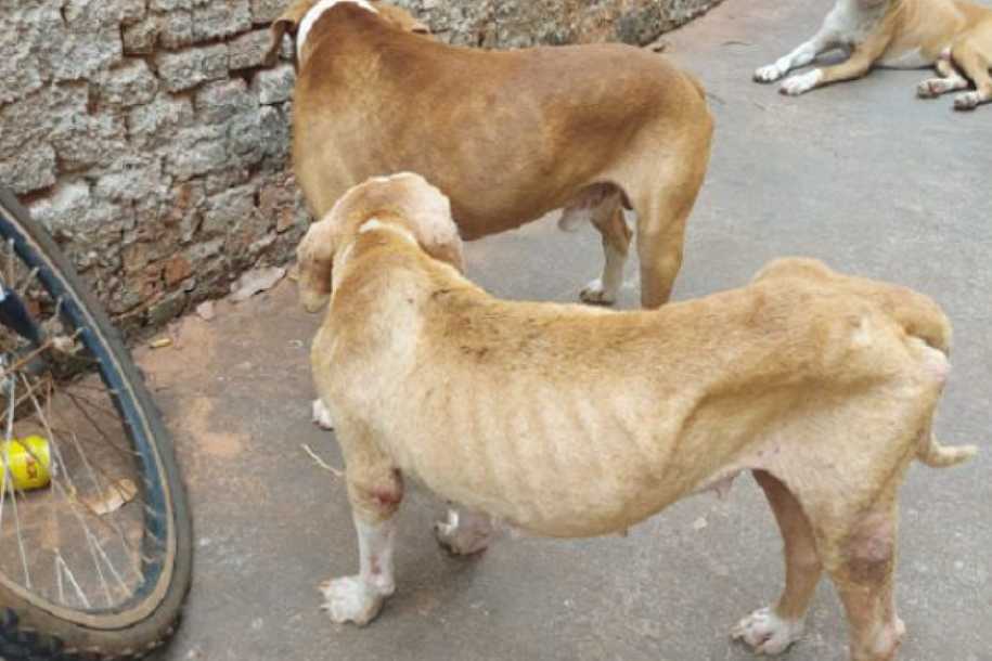 PM Ambiental de Fernandópolis prende tutor por manter pitbulls sem comida há 15 dias