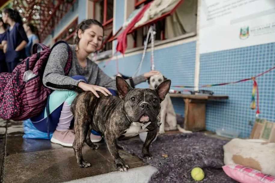Mais de 10 mil animais já foram resgatados das enchentes do RS
