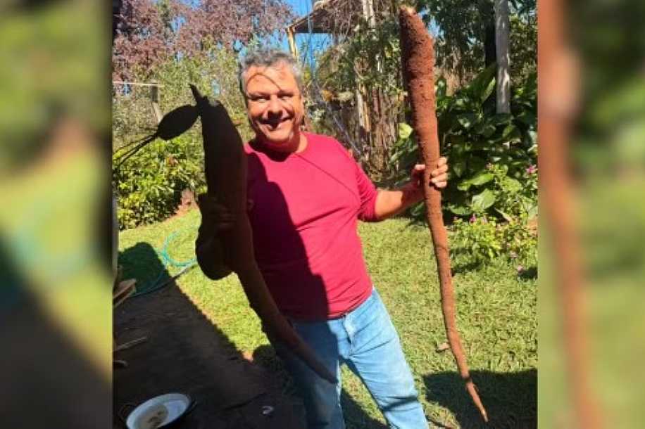 Pai colhe mandioca ´gigante´ em chácara e surpreende influenciadora: ´Não imaginava que seria daquele tamanho´