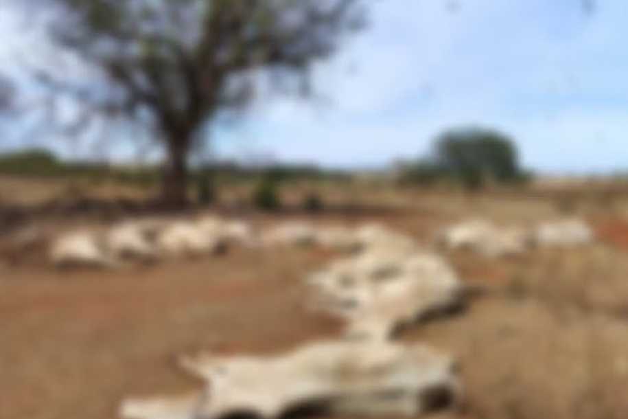 Dono de sítio é autuado após 23 bovinos morrerem por desnutrição em Murutinga do Sul
