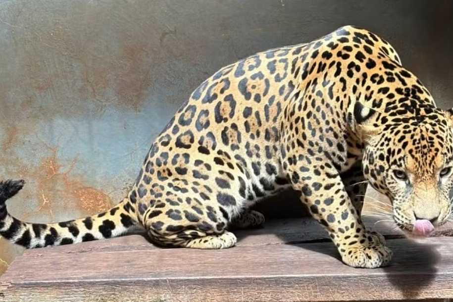 Estagiária do Zoobotânico fica ferida ao ser mordida por onça-pintada em Rio Preto