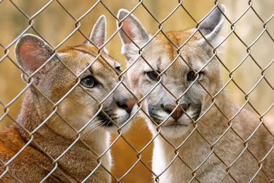 Café e Cacau ou Mufasa e Zara? Zoológico em SP abre votação para nomear filhotes de onça-parda