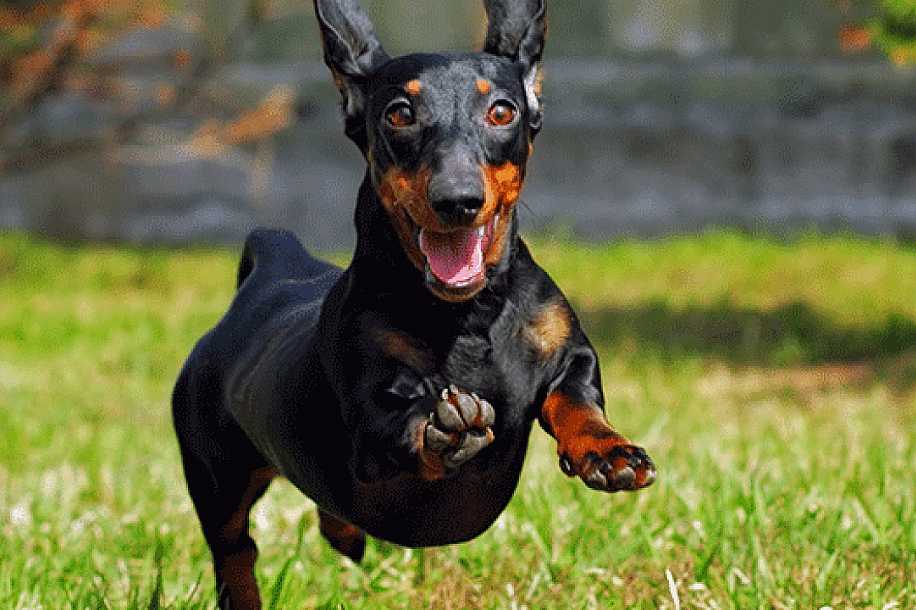 Prefeitura de Jales realiza feira de adoção de animais no sábado