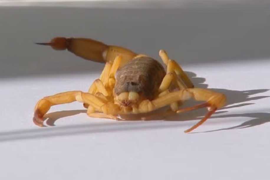 Menino é picado por escorpião em escola em Fernandópolis