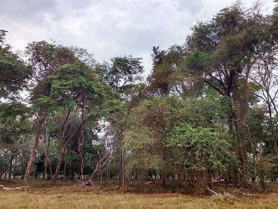 Dono de sítio é multado em mais de R$ 18 mil por corte de árvores