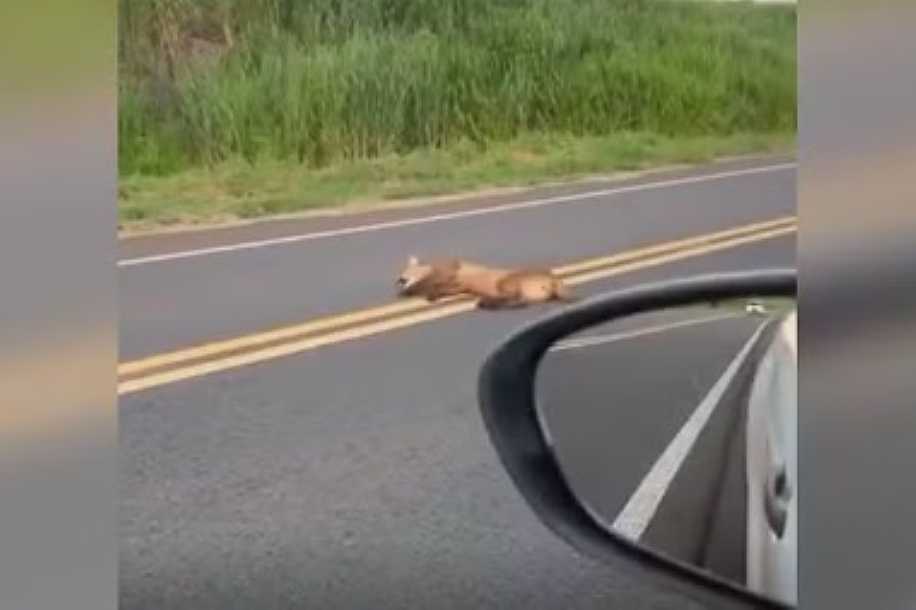VÍDEO: onça é flagrada deitada no meio da pista em rodovia do interior de SP