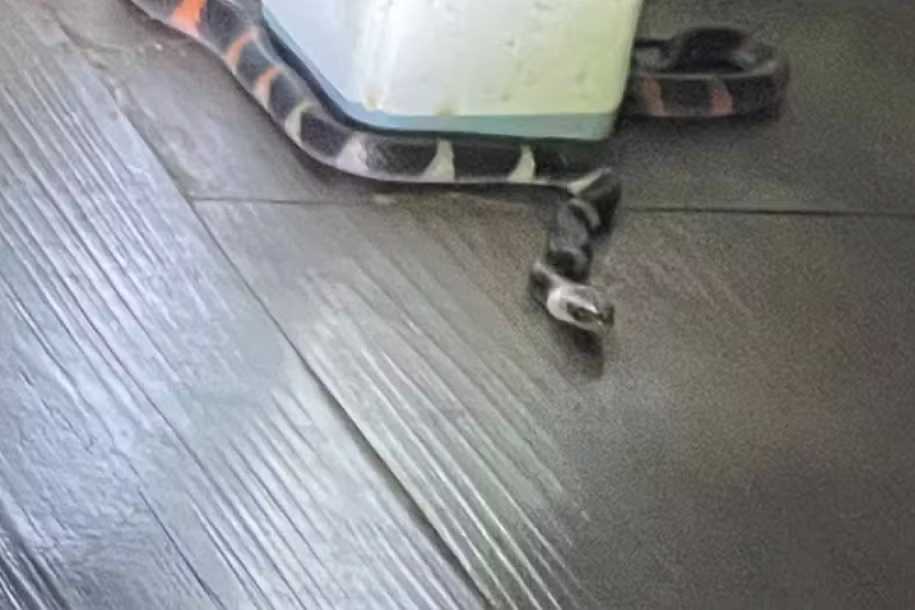 Cobra coral é capturada pelos bombeiros em casa após mulher pisar nela em Araçatuba