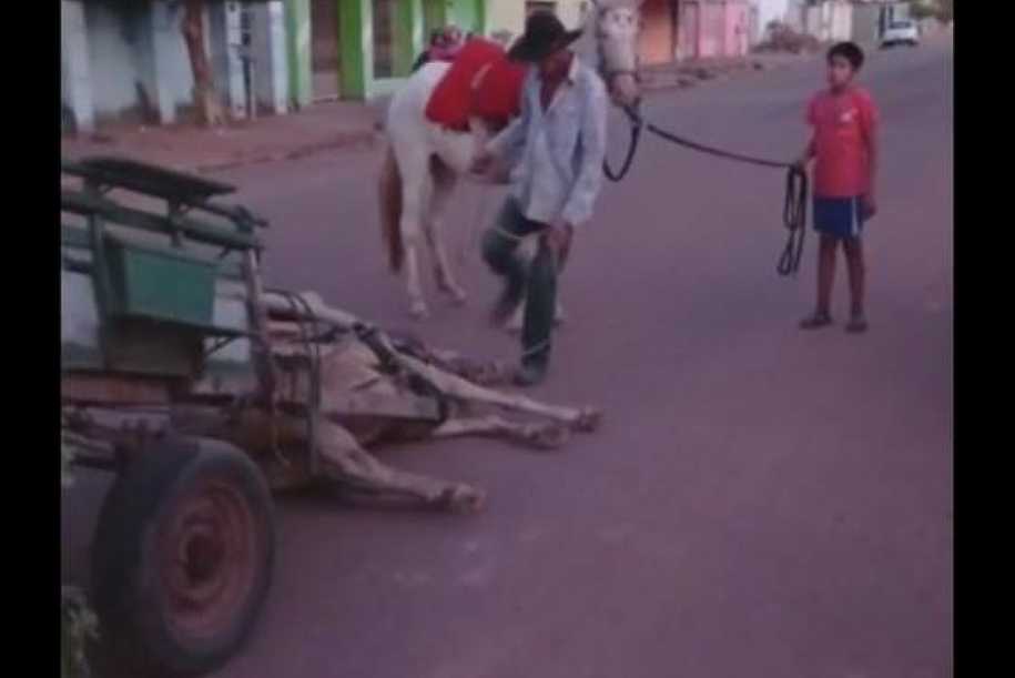 Carroceiro chuta cabeça de cavalo após animal cair exausto em MT