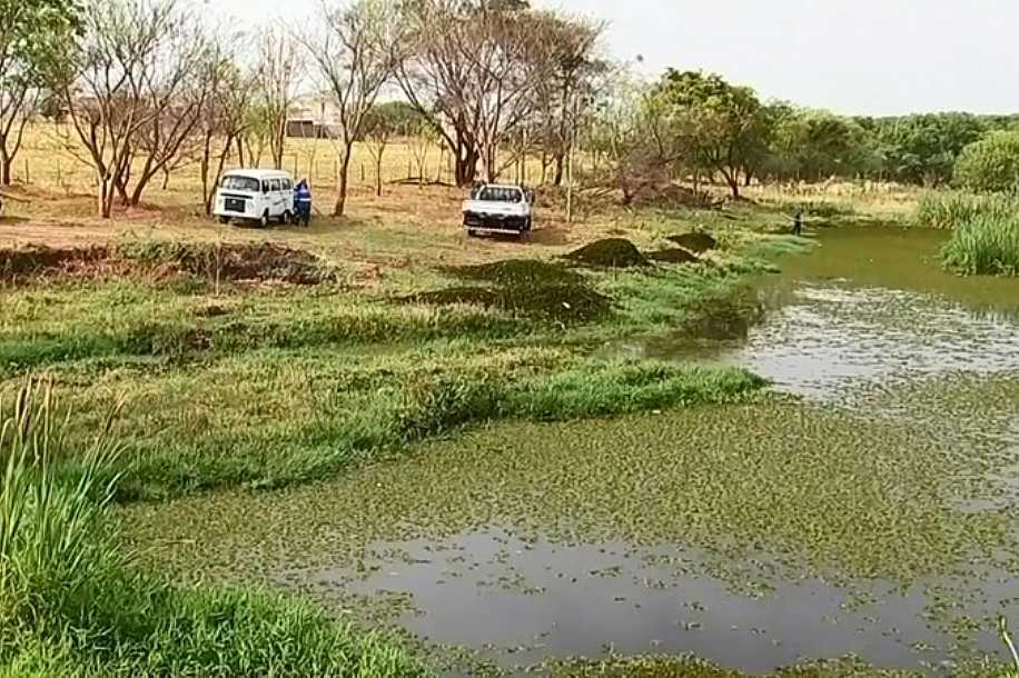Plantas aquáticas matam peixes em represa de Votuporanga, diz Cetesb