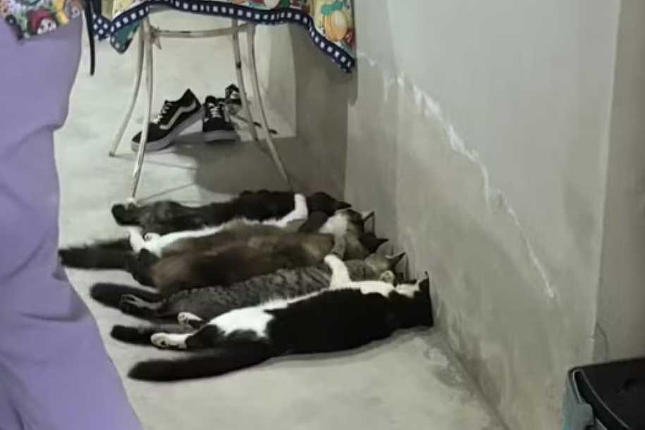 Justiça torna réus 2 veterinários e mais 3 pessoas em caso de venda de sangue de gatos em Monte Alto, SP