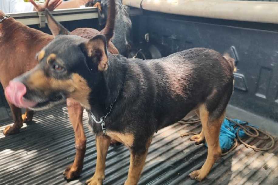 Homem é preso e multado em R$ 9 mil por maus tratos a cães em Anhumas (SP)