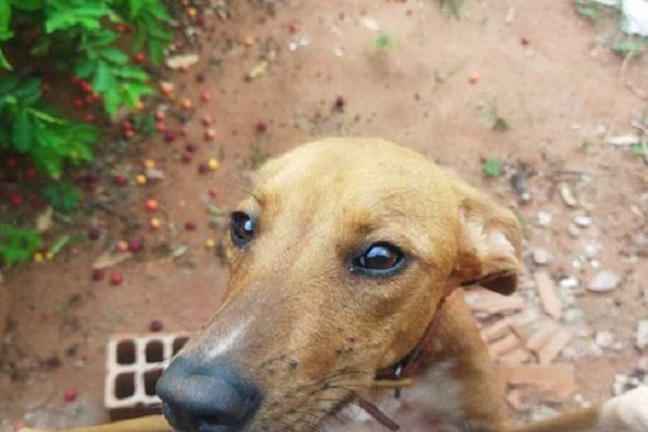 Polícia Ambiental resgata cadela com sinais de maus-tratos e multa tutor em R$ 3 mil