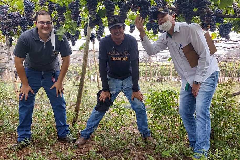Colheita parcial de uvas fina e comum já supera 9 milhões de quilos em Palmeira d´Oeste