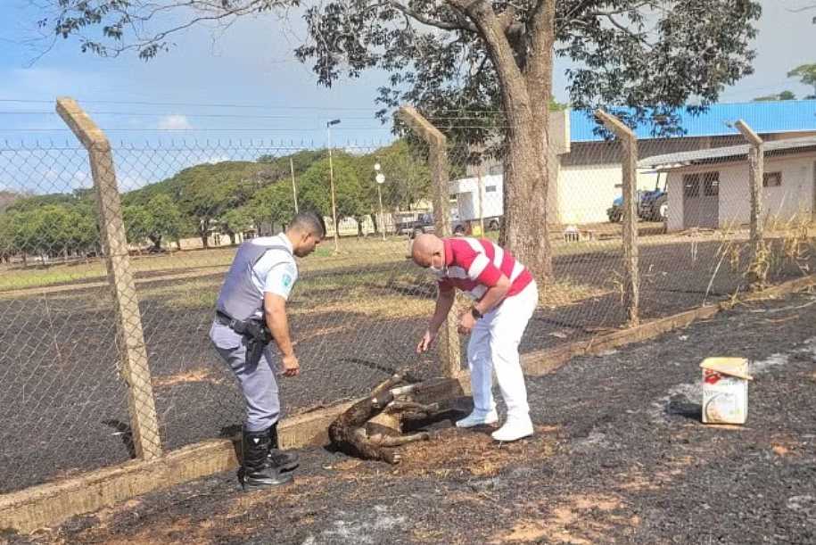 Morre tamanduá-bandeira gestante que teve 90% do corpo queimado em incêndio em Araçatuba
