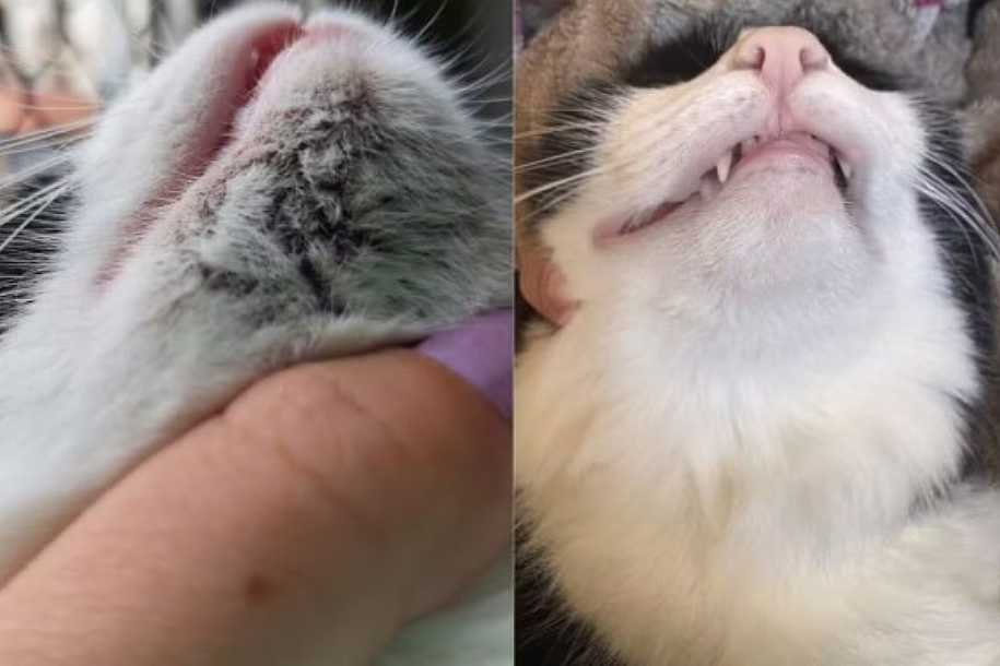 Pontinhos pretos no queixo? Entenda o que é a acne felina e como prevenir o problema