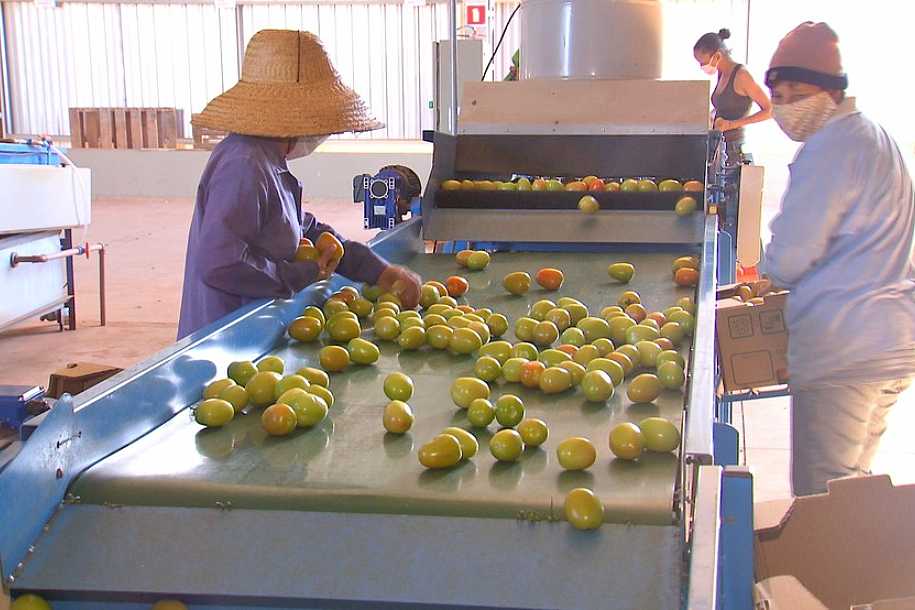Cooperativa de Itápolis reúne pequenos produtores rurais