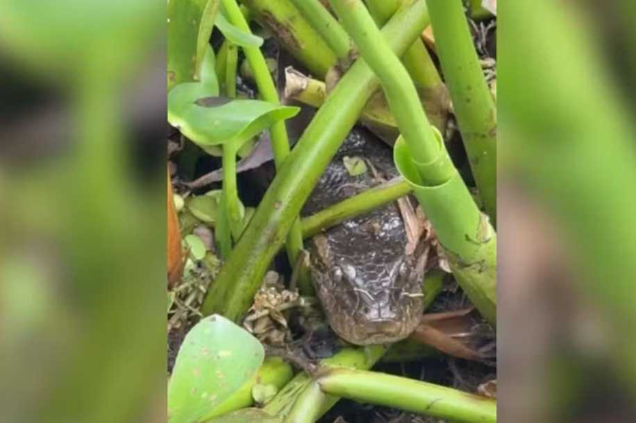 Sucuri de aproximadamente 3,5 metros é capturada em Parque Turístico de Buritama