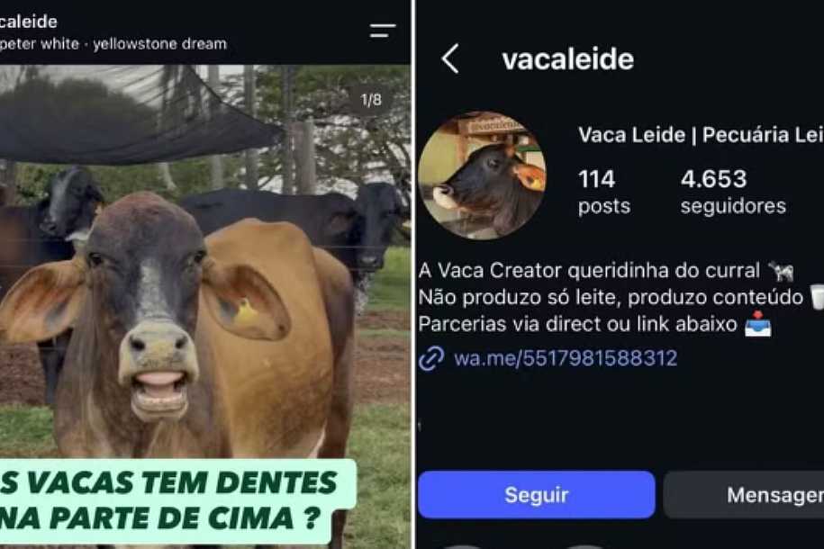 ´Vaca creator´ e touro influencer bombam na web com rotina no campo e fazem até ´publi´