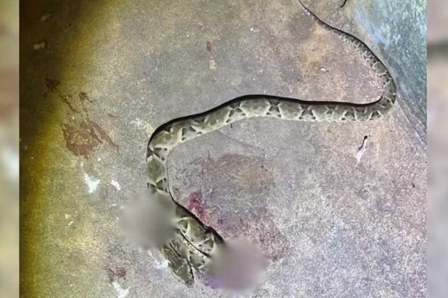 Jararaca que picou e matou idoso é uma das cobras mais agressivas e altamente venenosa, diz biólogo