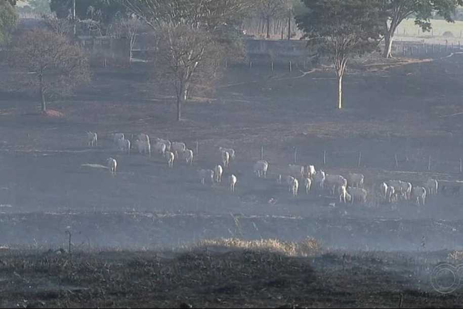 Número de queimadas aumenta na região de Rio Preto