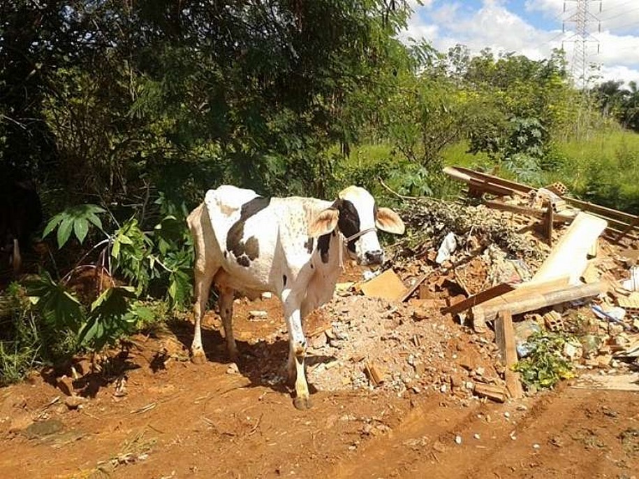 Comerciante de Jales é multado em R$ 10 mil por maus-tratos a animais