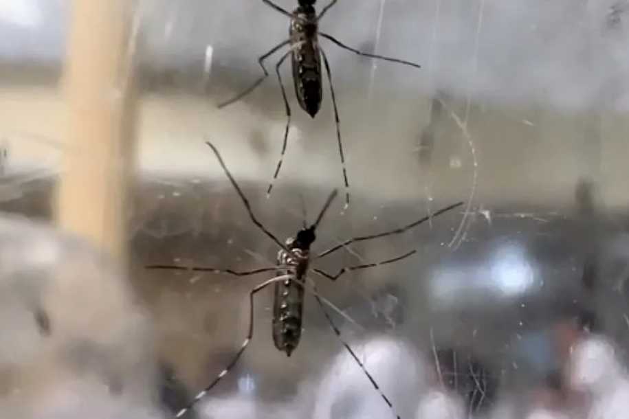 Com mais de 1 mil casos, Saúde confirma epidemia de dengue em Birigui