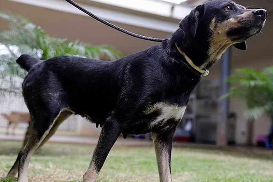 Genética, índole e fatores externos: especialistas explicam como identificar se cão é agressivo para evitar ataques