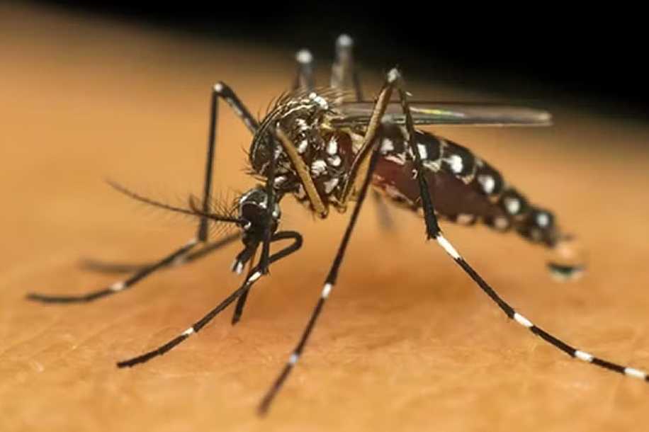 Secretaria da Saúde confirma primeira morte por chikungunya no noroeste de SP