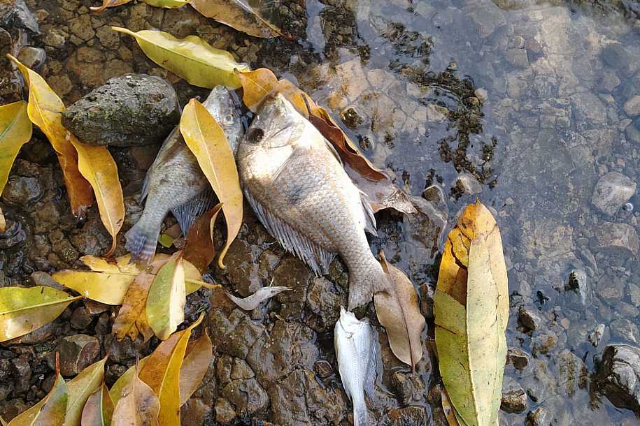Microalgas invadem  Tietê e matam centenas de peixes