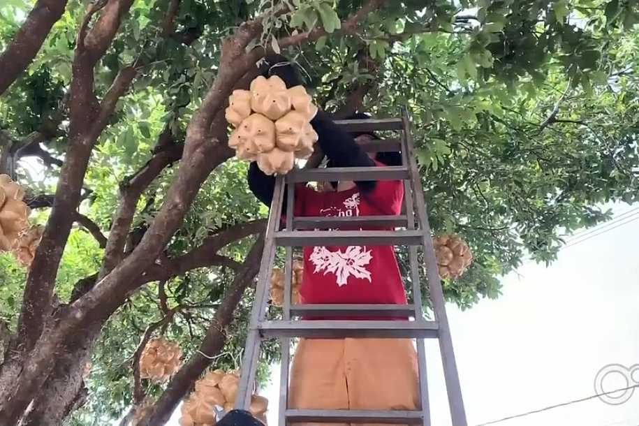 Tradicional decoração de Santa Fé do Sul começa a ser instalada