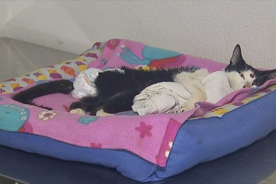 Moradora resgata gata ferida com tiro de chumbinho no meio da rua