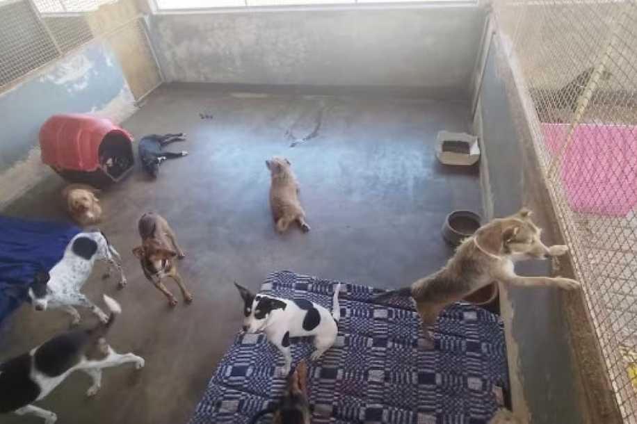 Três cães e seis gatos são encontrados mortos em uma casa no interior de SP