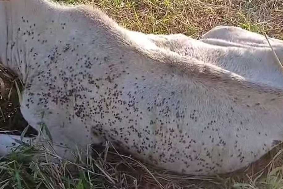 Pecuaristas relatam prejuízos com morte de animais após ataques da mosca-do-estábulo no noroeste de SP