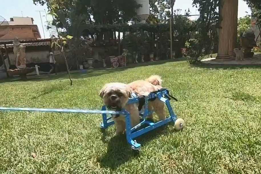 Cão que nasceu com doença no cérebro ganha cadeira de rodas para voltar a se locomover