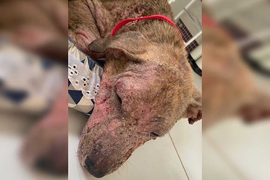 Homem é multado em R$ 3 mil por maus-tratos a cachorro em Pindorama