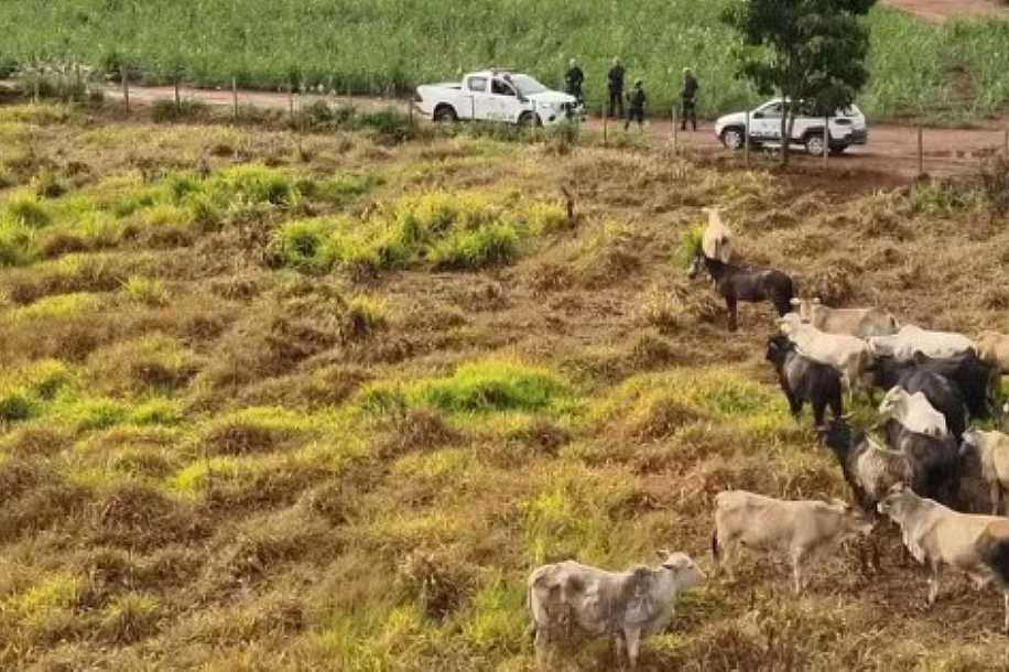 Polícia prende suspeitos de integrar quadrilha de furto e venda de quase 260 cabeças de gado no noroeste de SP