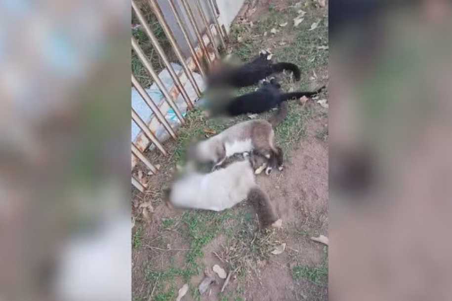 Gatos são encontrados mortos com sinais de envenenamento em condomínio de ranchos no interior de SP