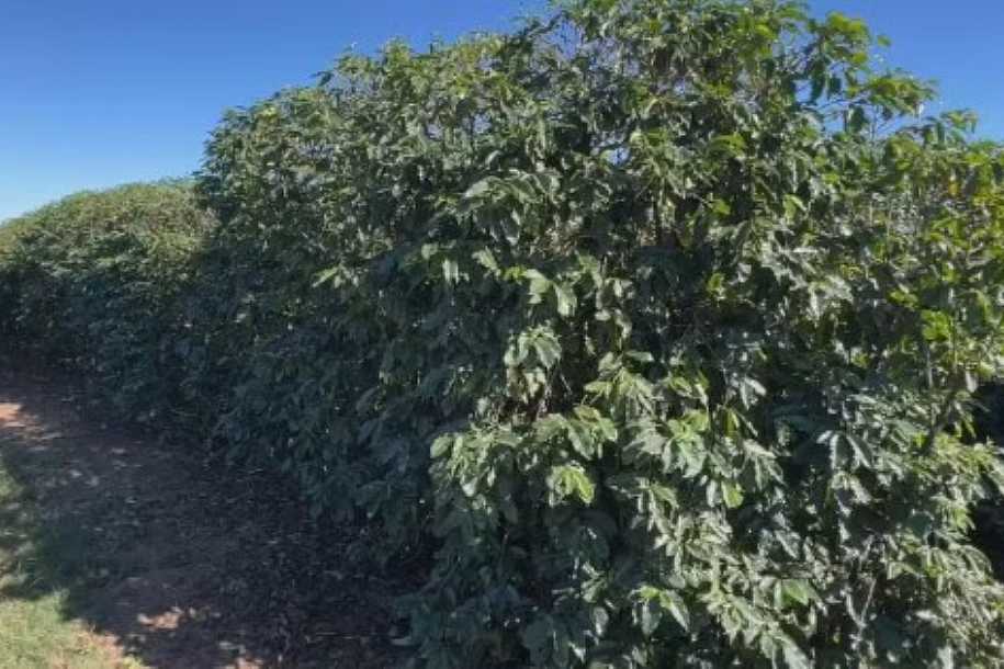 Temporais castigam cafezais e produtores aceleram colheita para salvar a safra no interior de SP