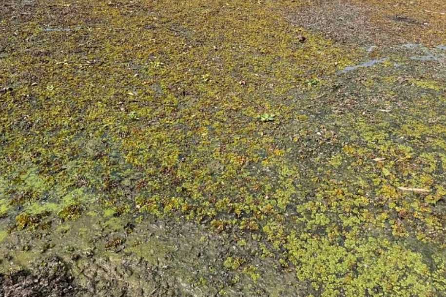 Trecho do Rio Tietê em Glicério enfrenta problemas com ´crosta´ de algas