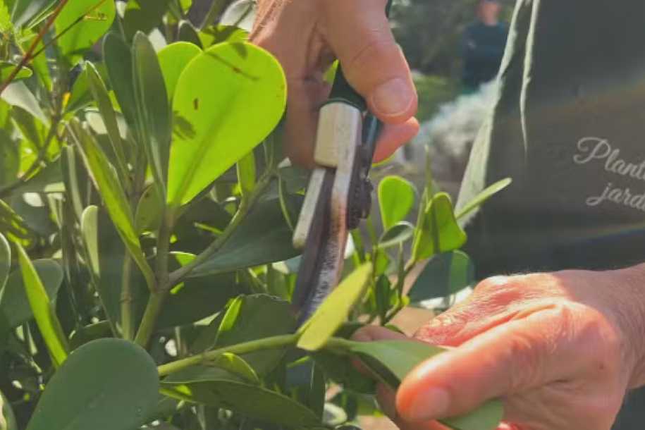 Clube de jardinagem do Jardim Botânico de Sorocaba oferece aulas gratuitas de poda e cultivo