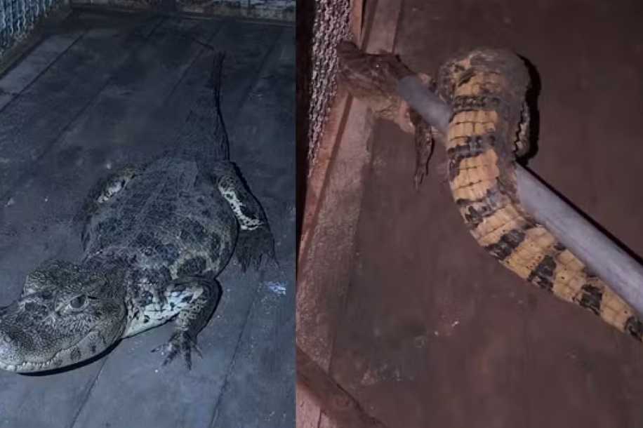 Jacaré é capturado em quintal de casa em Buritama