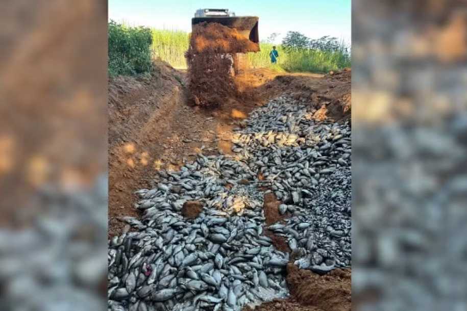 Mais de 30 toneladas de peixes mortos são retirados por piscicultores do Rio Tietê em Ubarana