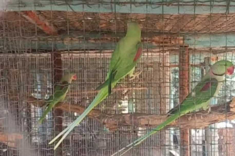 Criador é multado em R$ 133 mil por manter 655 aves exóticas irregularmente em sítio em Jales