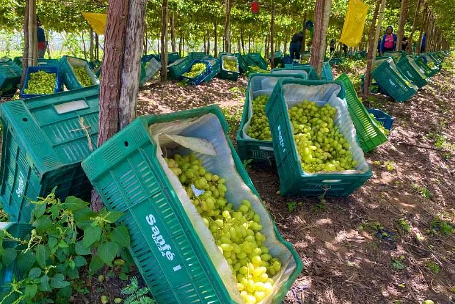 Após tarifaço de Trump, mais de 13 mil toneladas de uvas aguardam exportação para os Estados Unidos