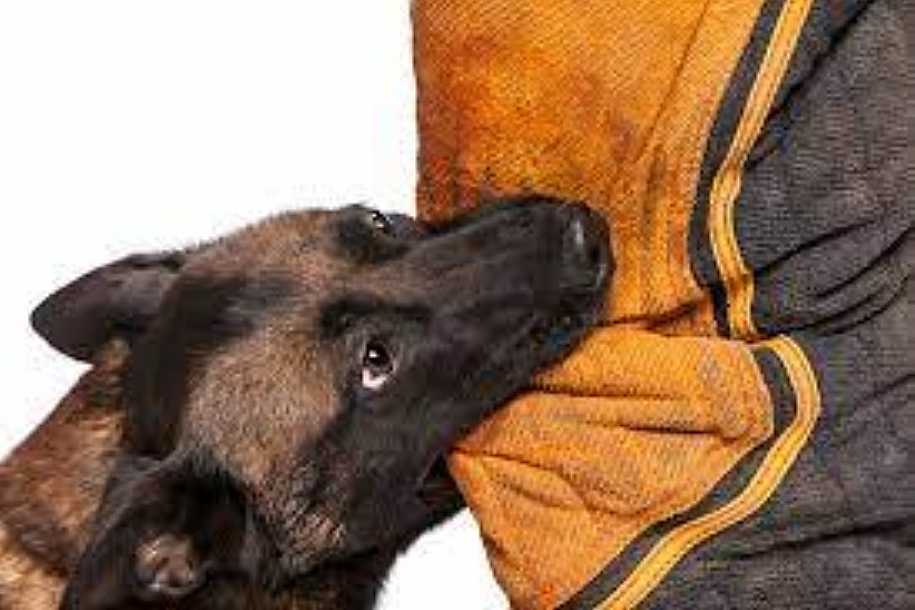Mulher leva nove pontos na perna direita após ser atacada por cachorro em Rio Preto